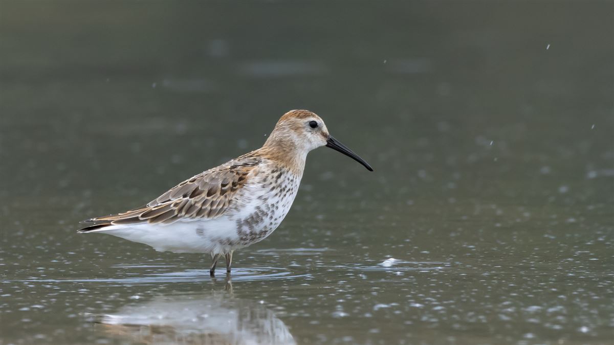 Dunlin