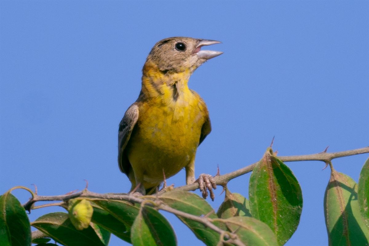 Black-headed Bunting
