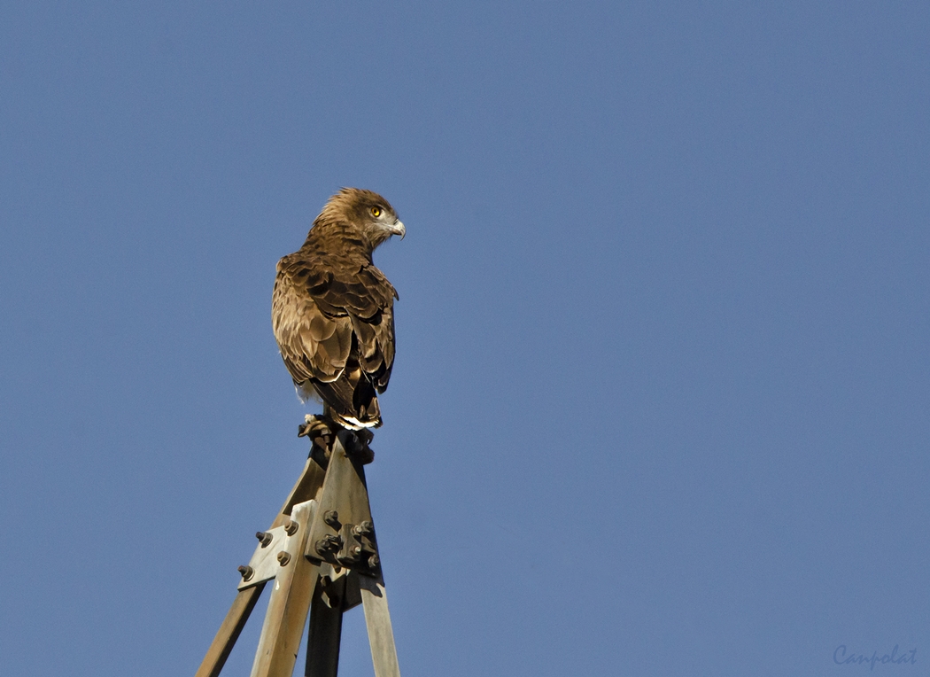 Short-toed Snake Eagle