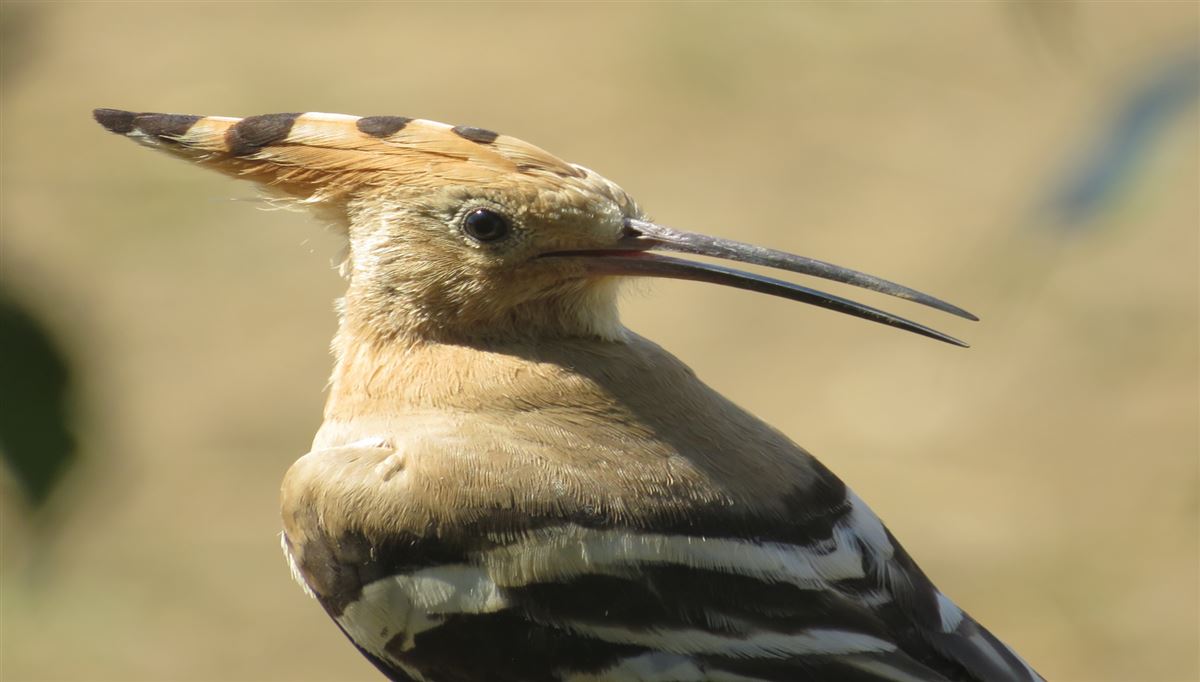Eurasian Hoopoe