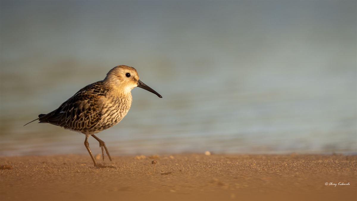 Dunlin