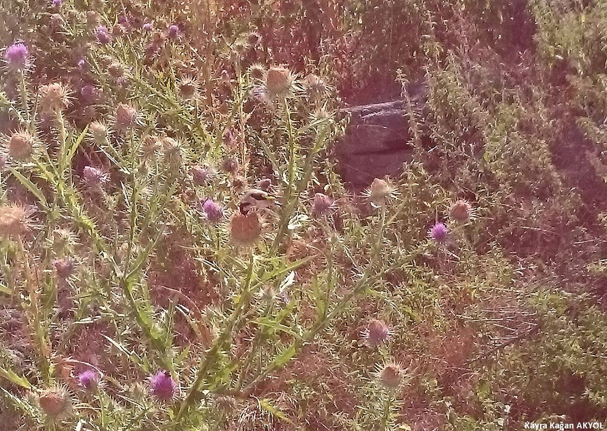 European Goldfinch