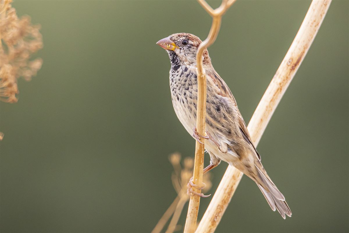 Spanish Sparrow