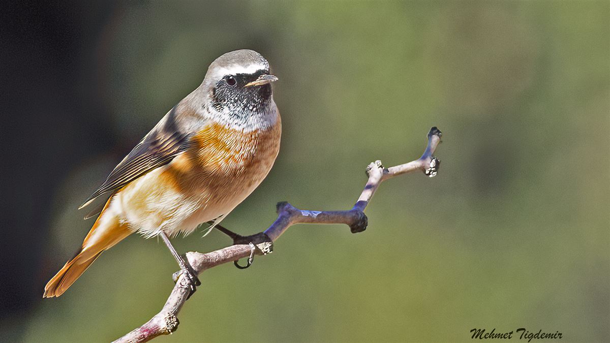 Common Redstart