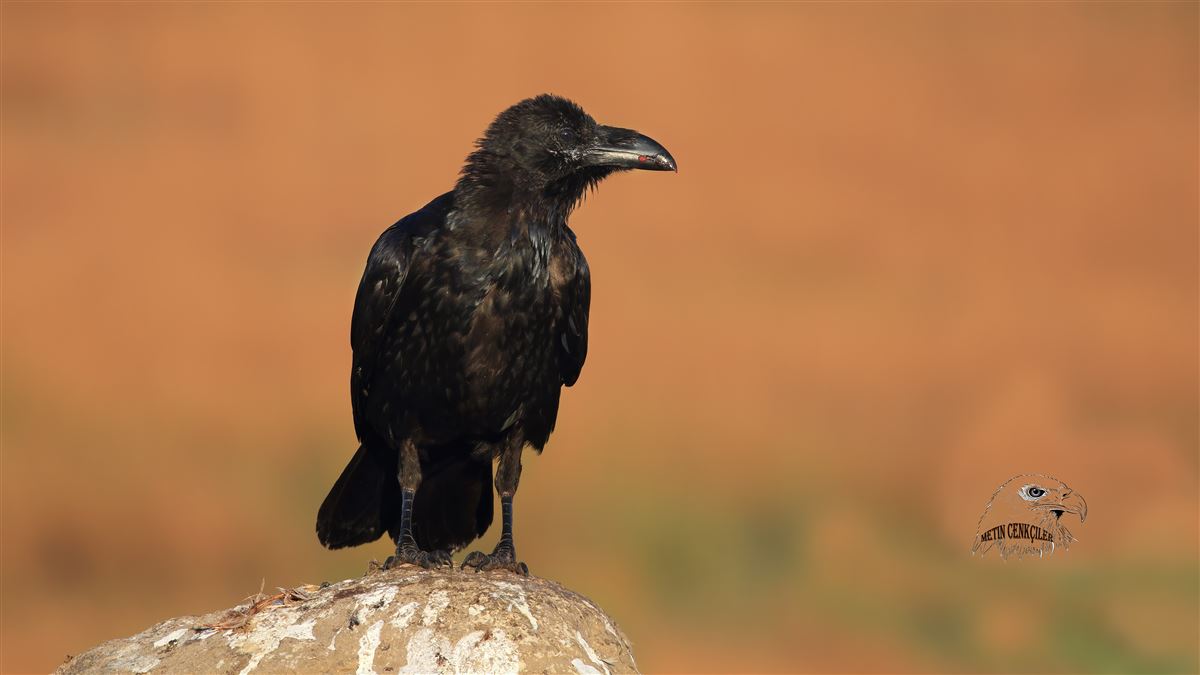 Northern Raven