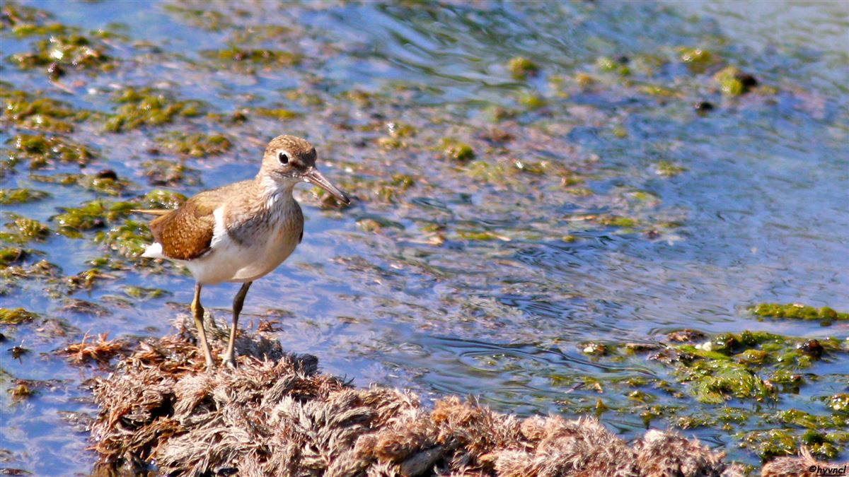 Common Sandpiper