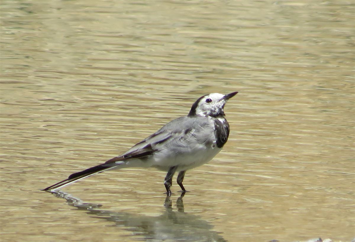 White Wagtail