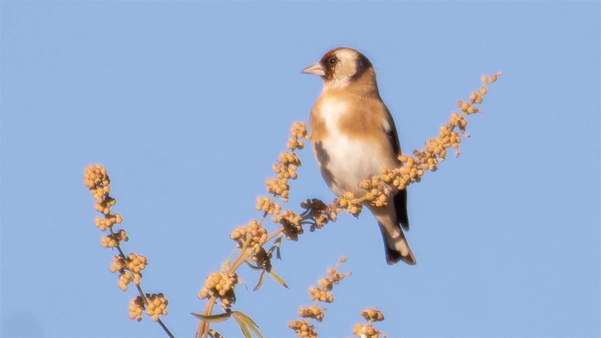 European Goldfinch