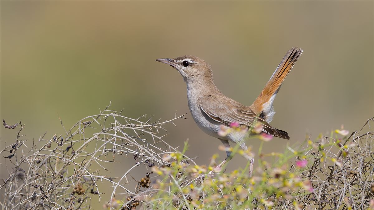 Rufous-tailed Scrub Robin