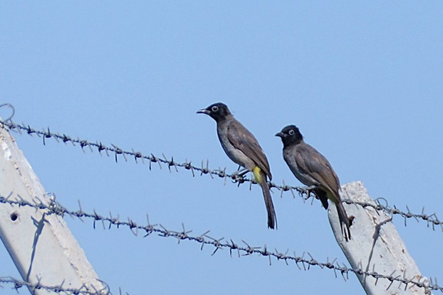 White-spectacled Bulbul
