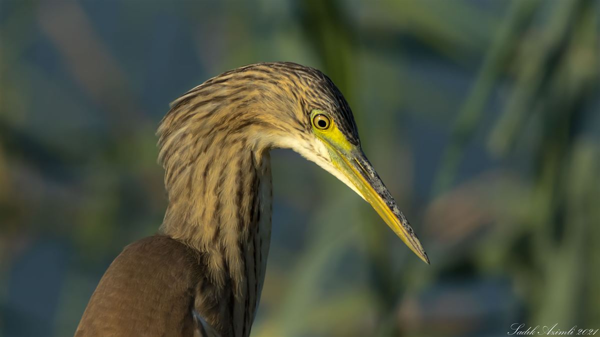 Squacco Heron