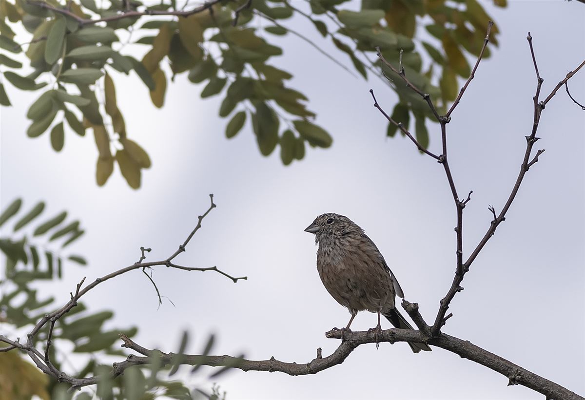 Rock Bunting