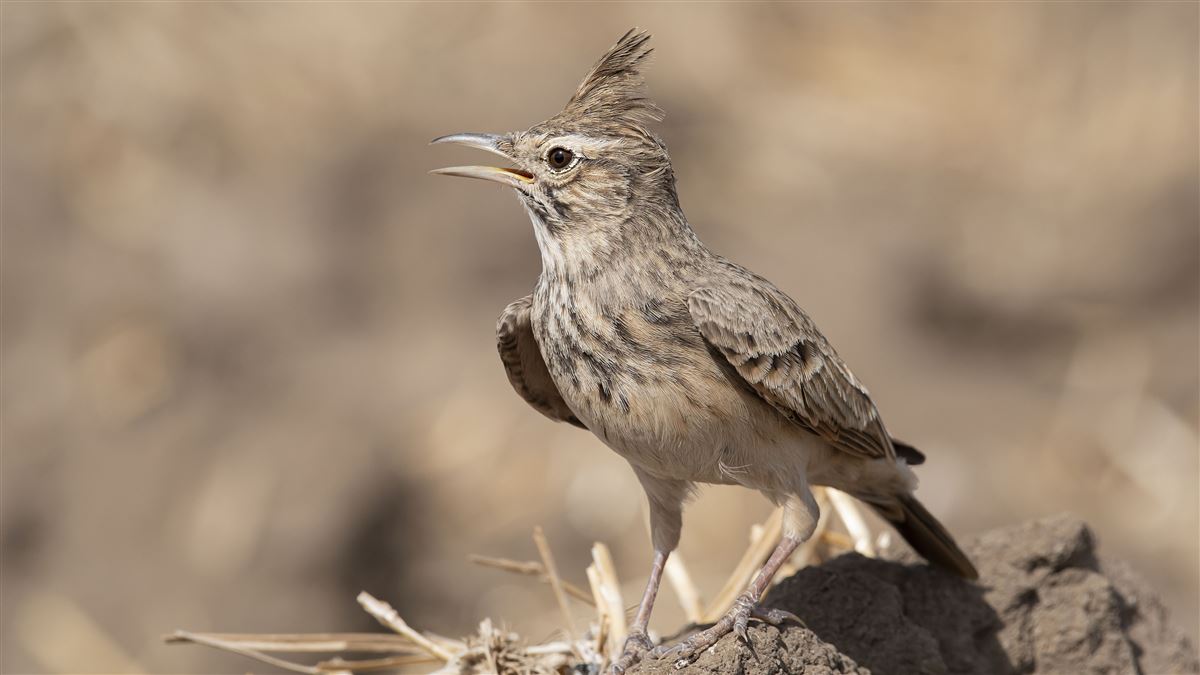 Crested Lark