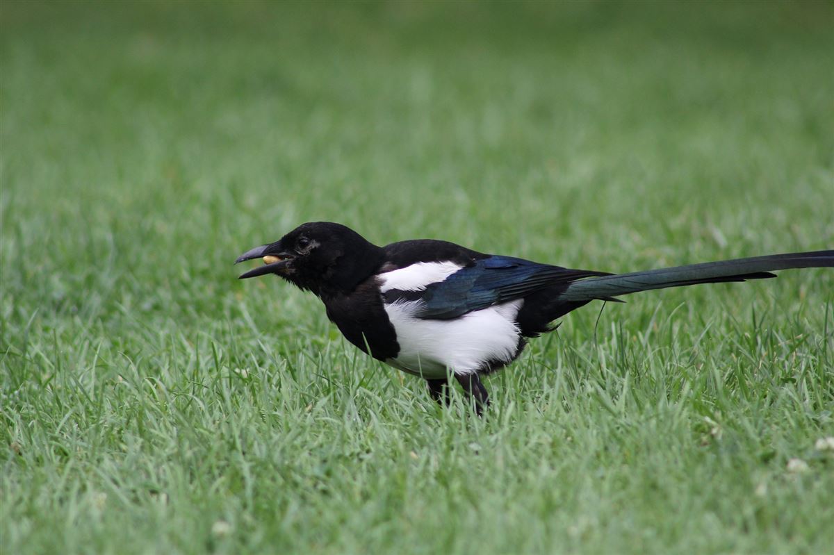 Eurasian Magpie
