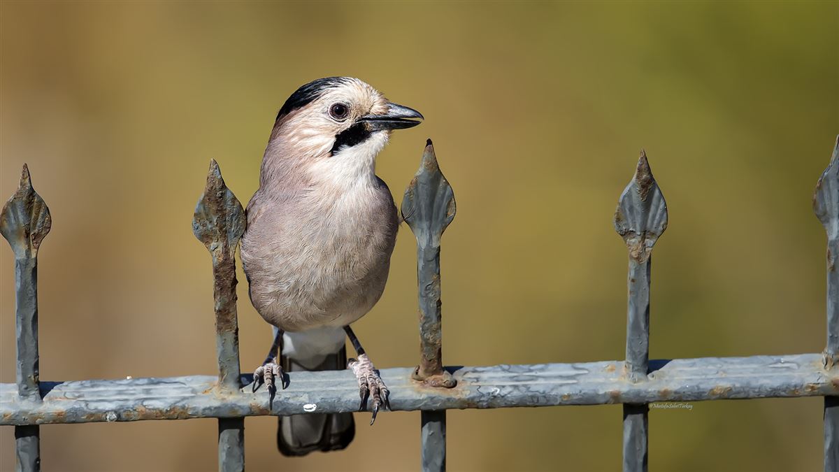 Eurasian Jay