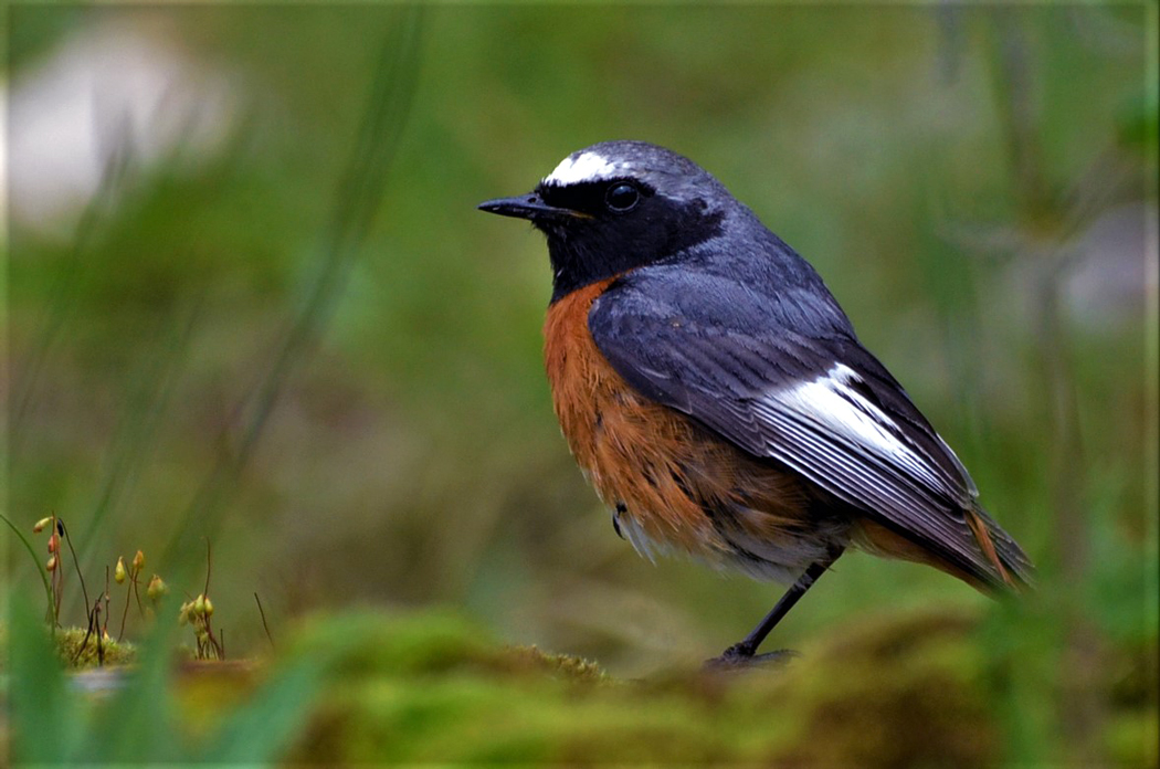 Common Redstart