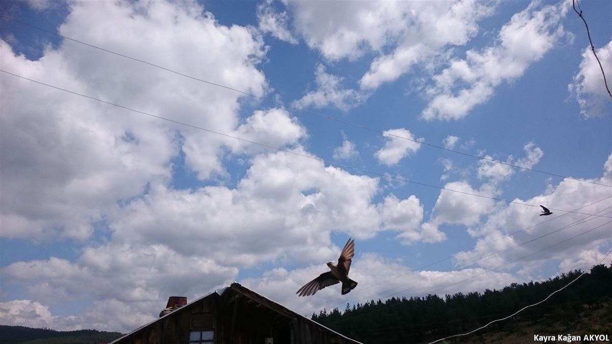 Kaya Kırlangıcı