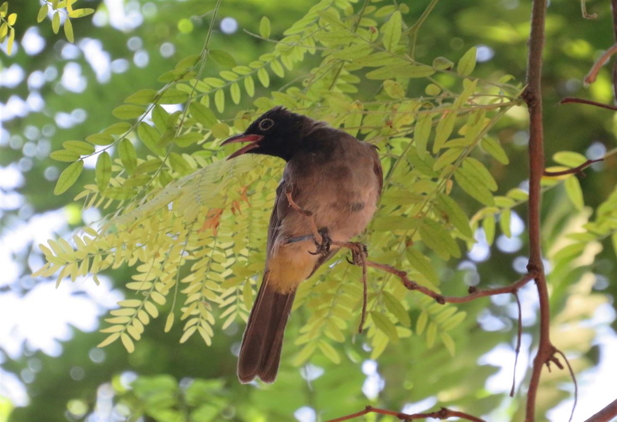 White-spectacled Bulbul