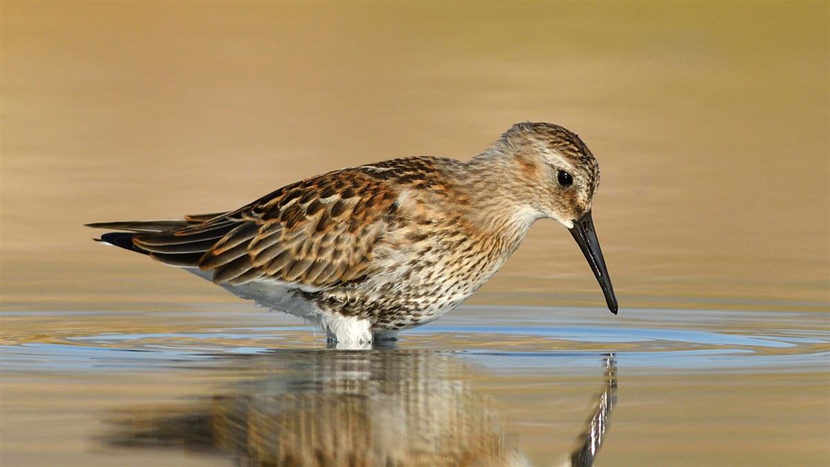 Dunlin