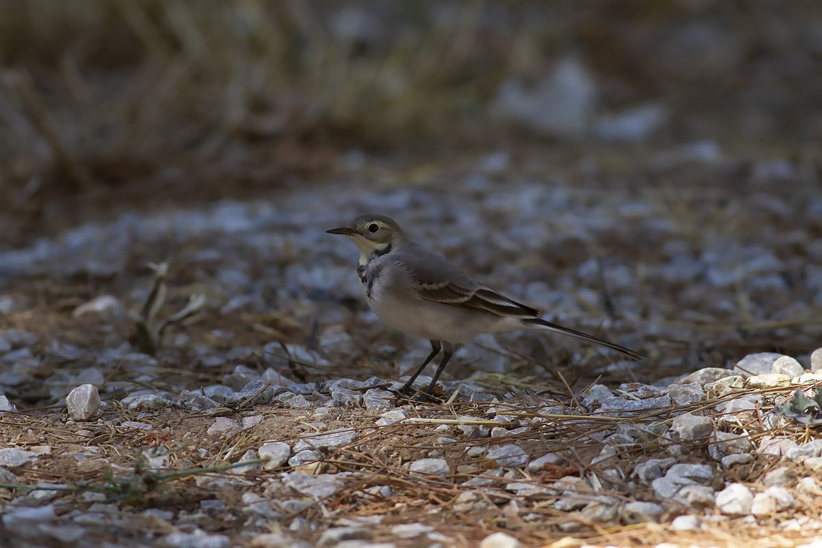 White Wagtail