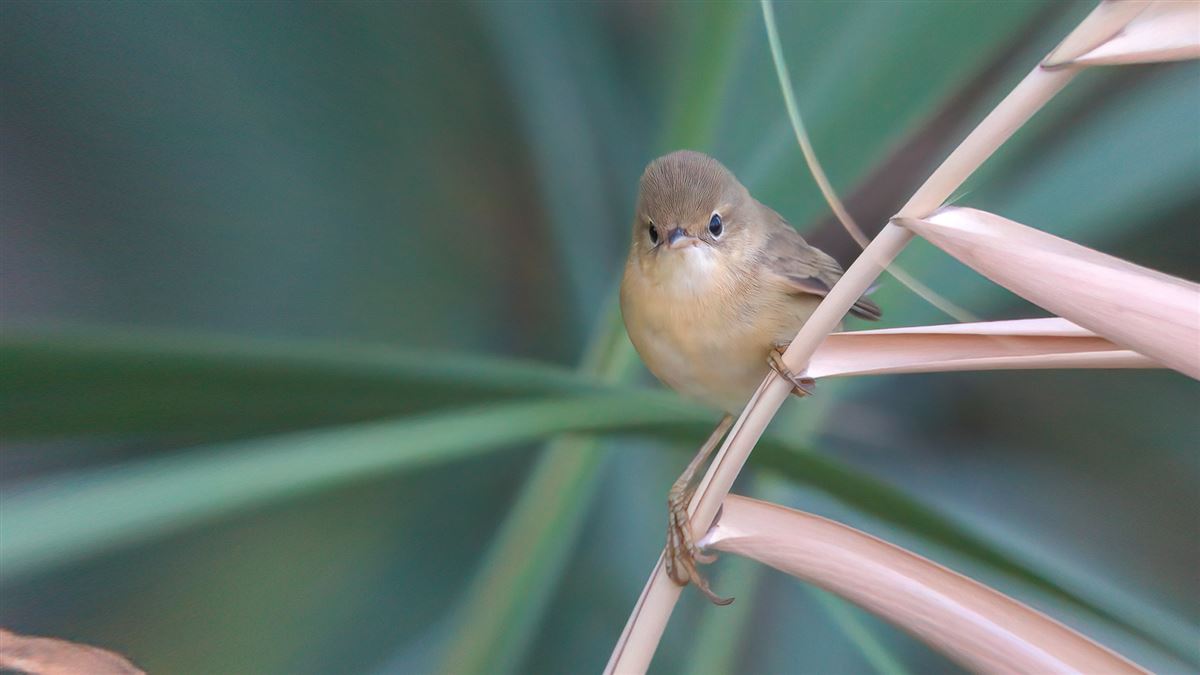 Common Reed Warbler