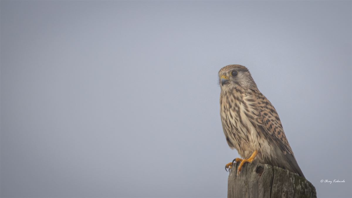 Common Kestrel
