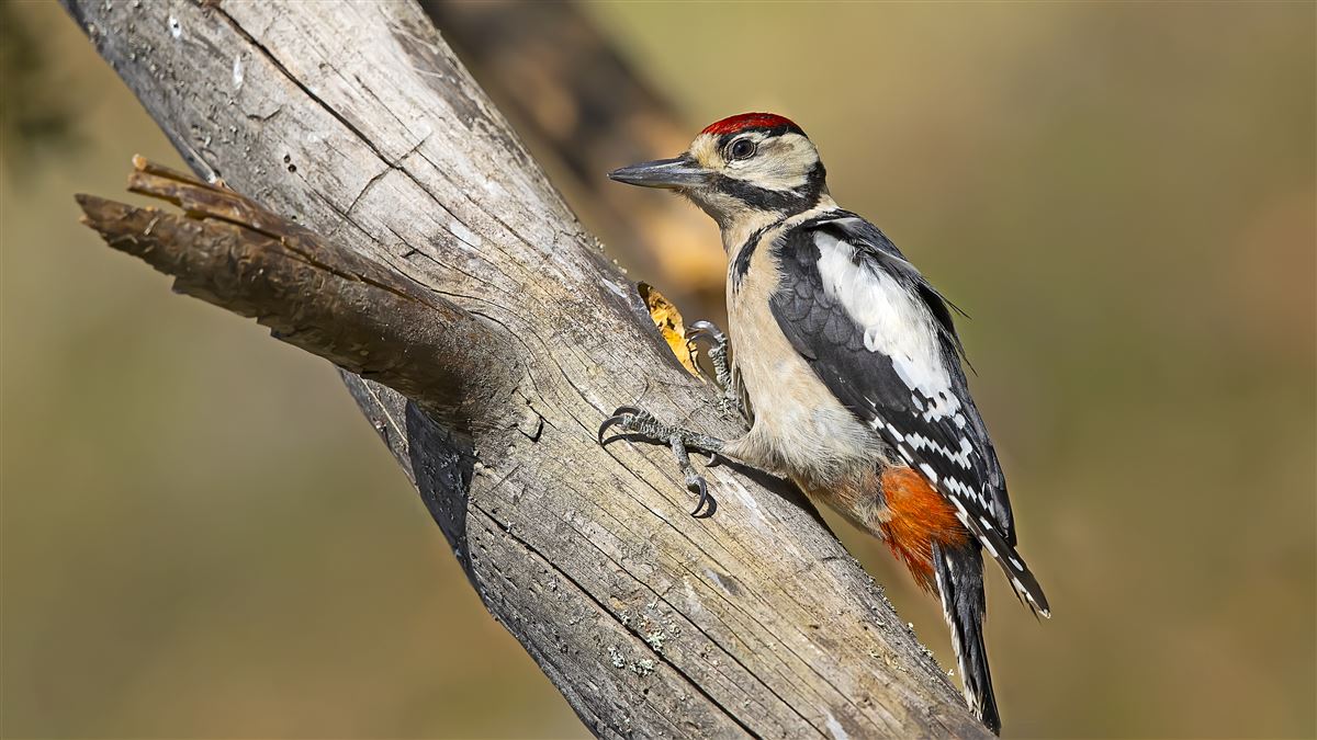 Great Spotted Woodpecker