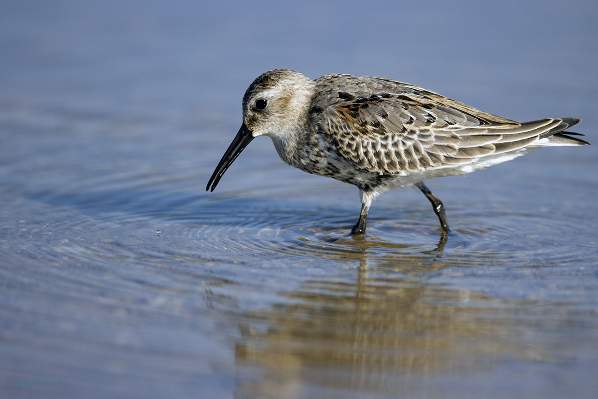 Dunlin