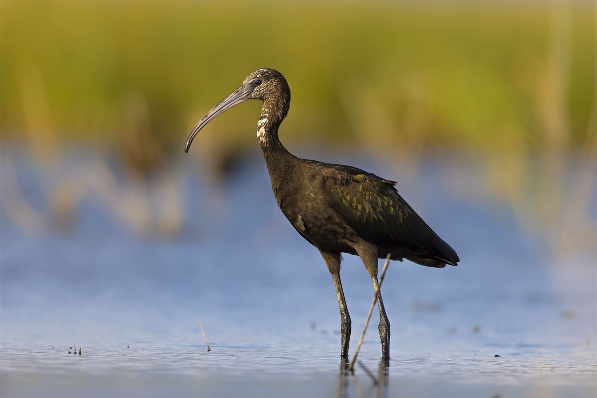 Glossy Ibis