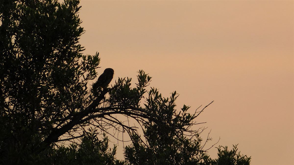 Little Owl