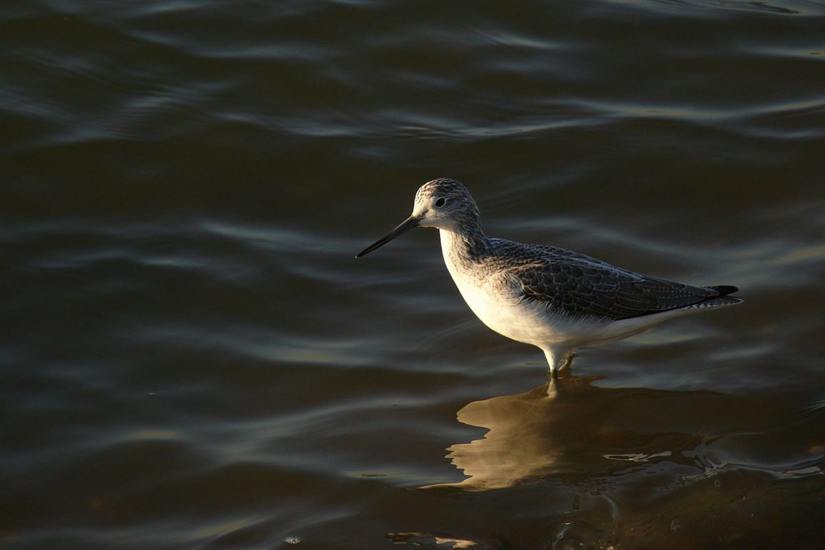 Common Greenshank