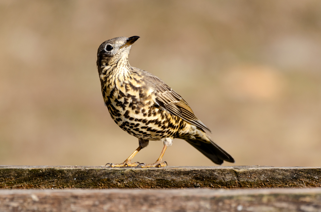 Mistle Thrush