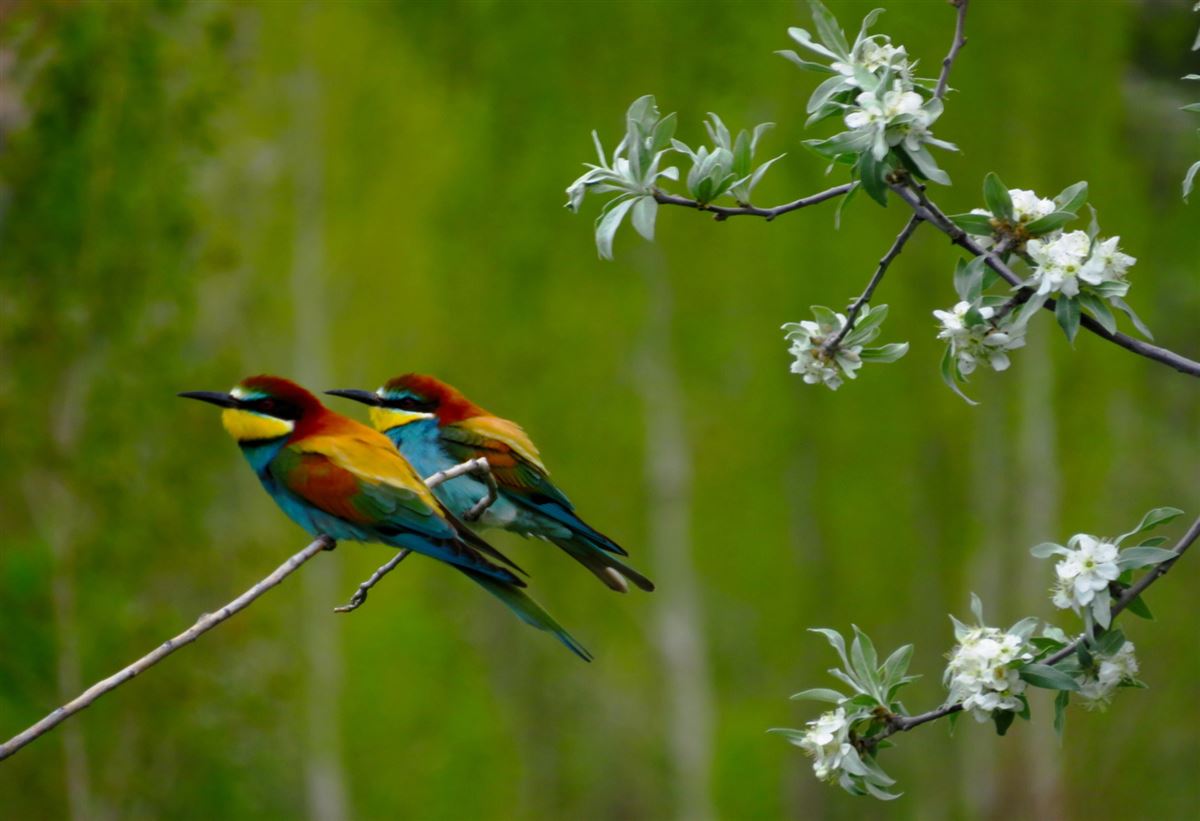 European Bee-eater