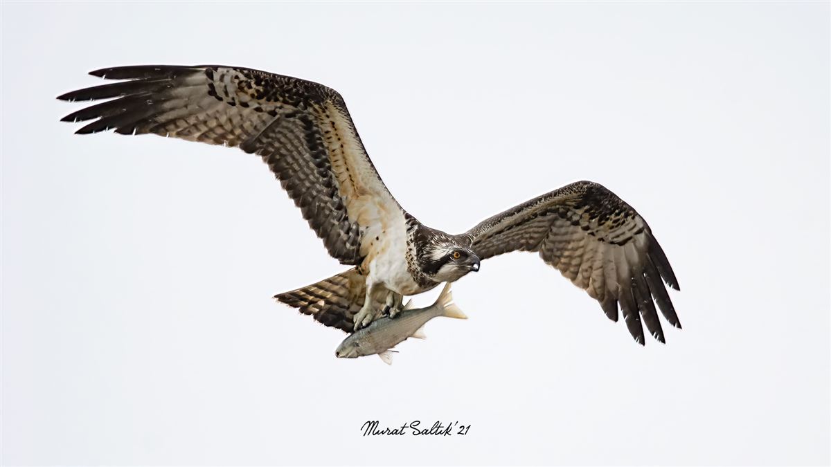 Osprey