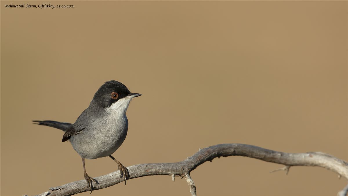 Sardinian Warbler