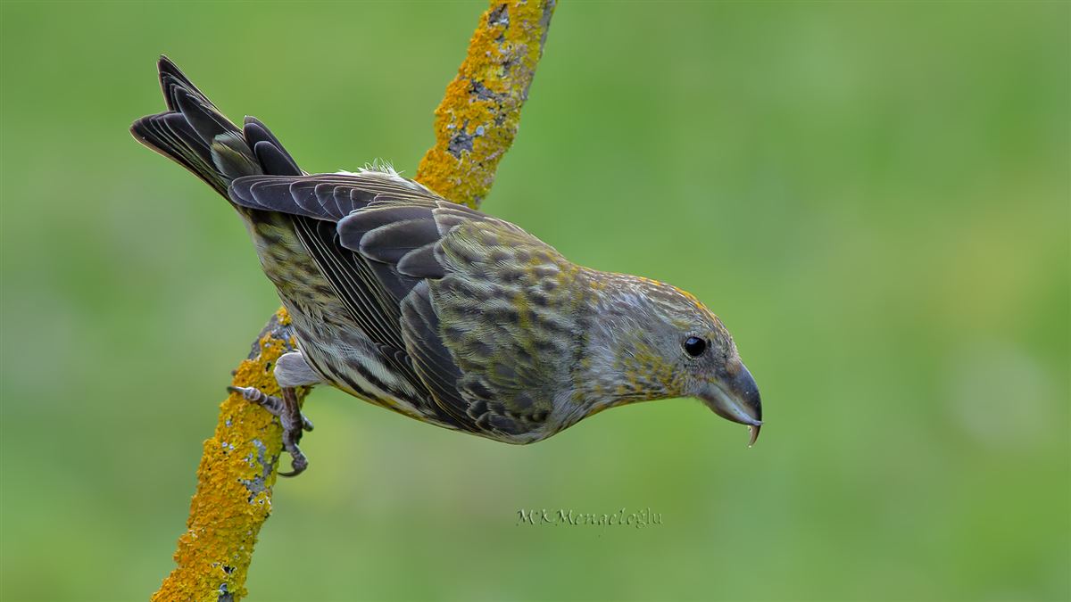 Red Crossbill