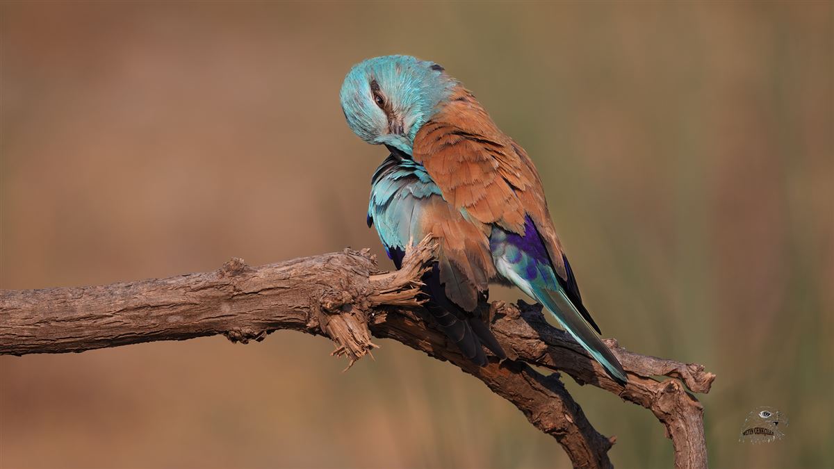 European Roller