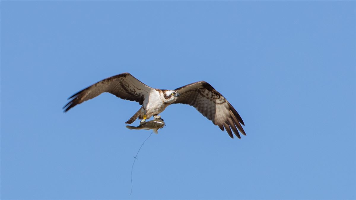 Osprey