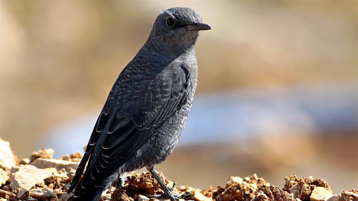 Blue Rock Thrush