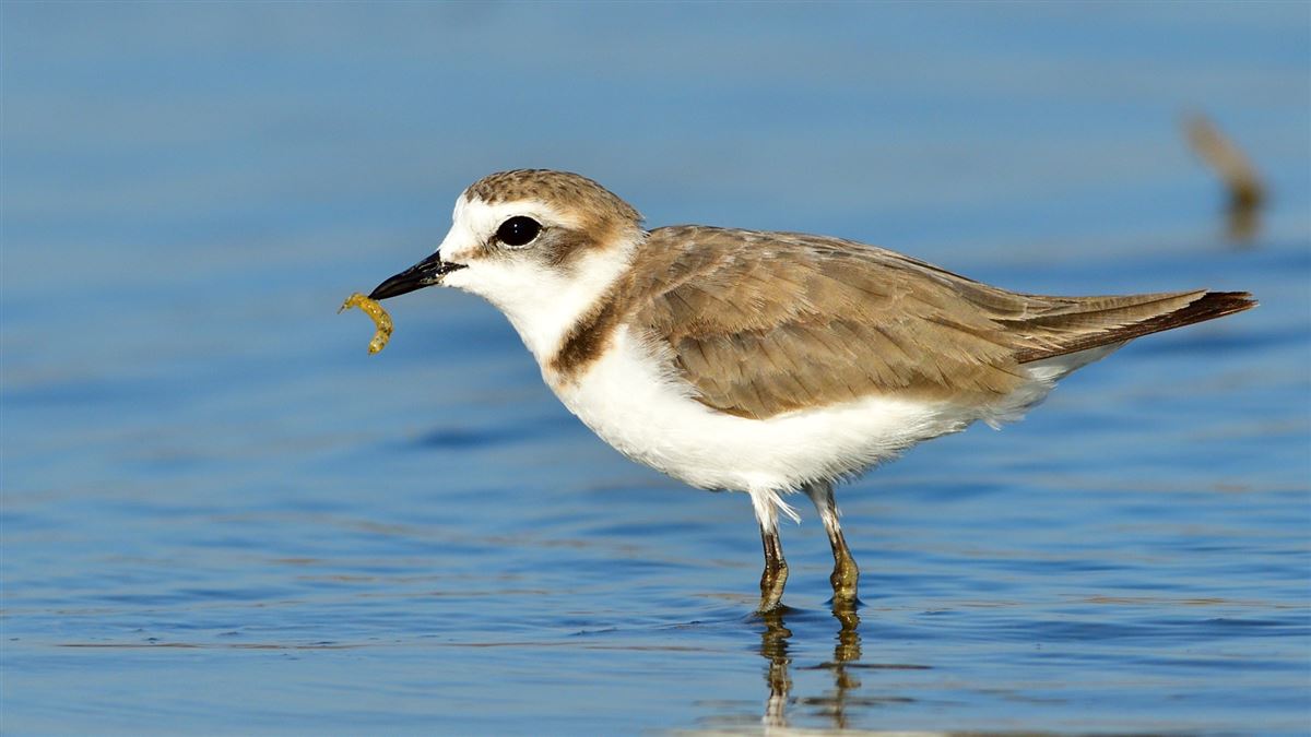 Kentish Plover