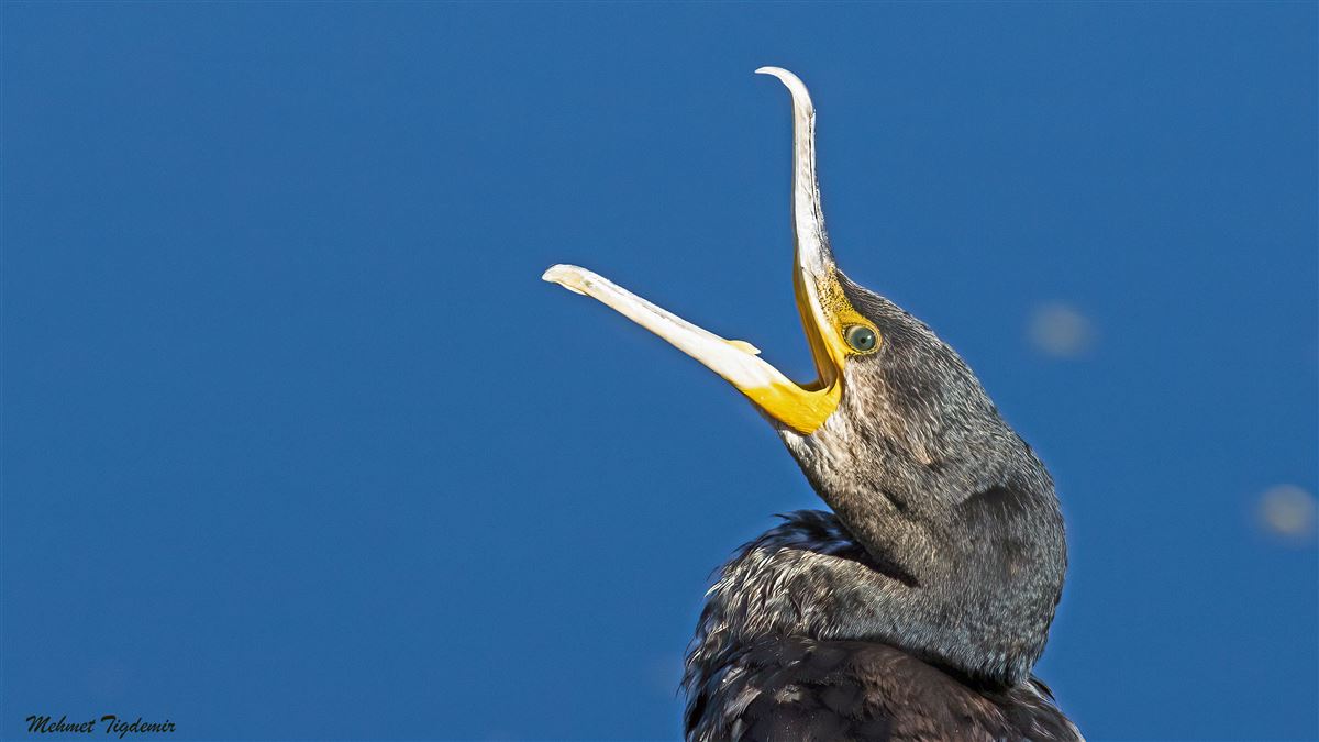 Great Cormorant