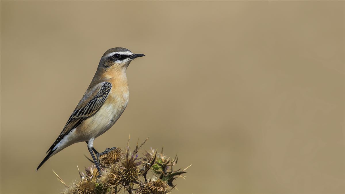 Northern Wheatear