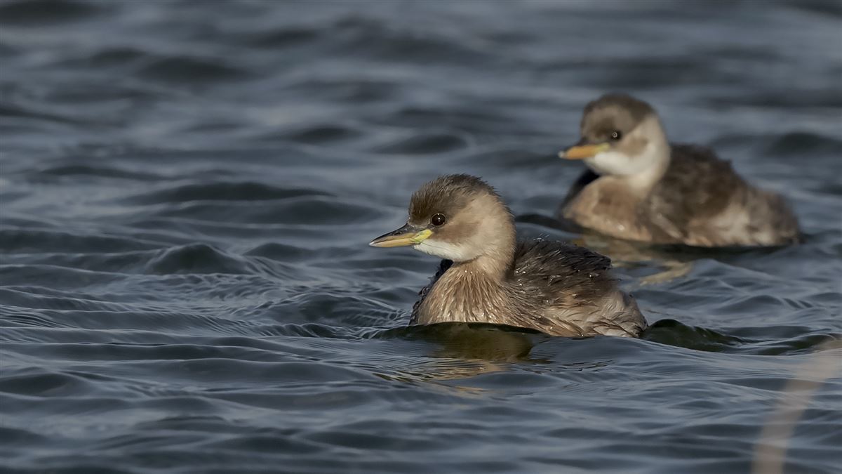 Little Grebe