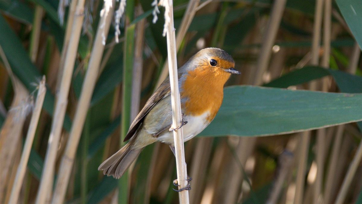 European Robin