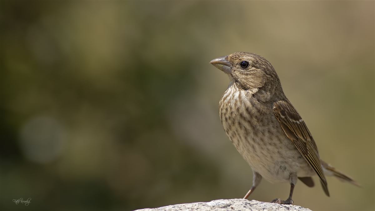 Common Rosefinch