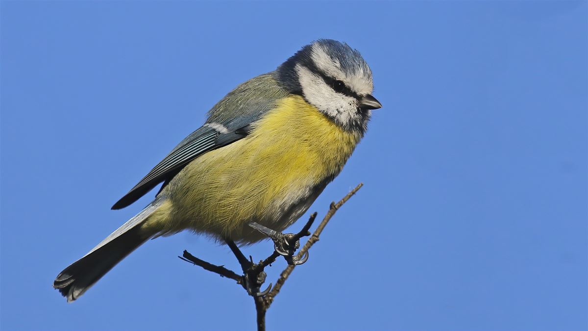 Eurasian Blue Tit
