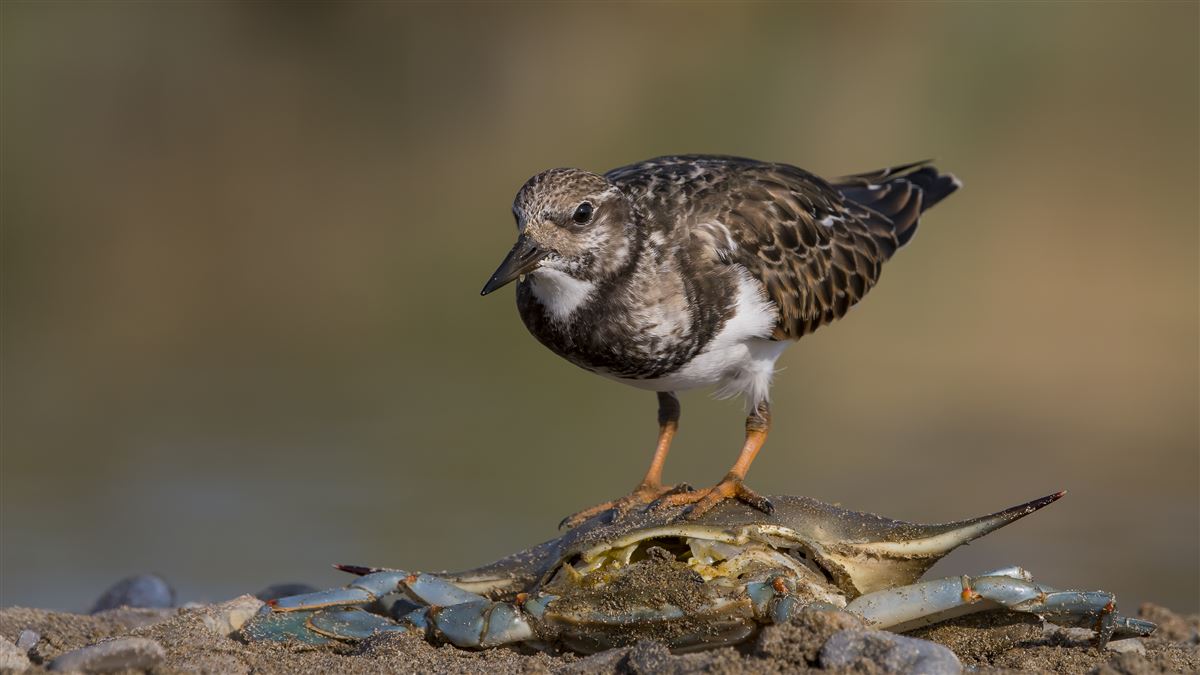 Ruddy Turnstone