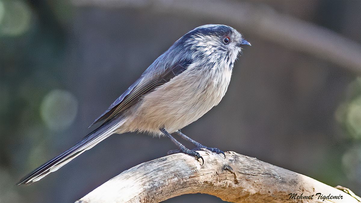 Long-tailed Tit