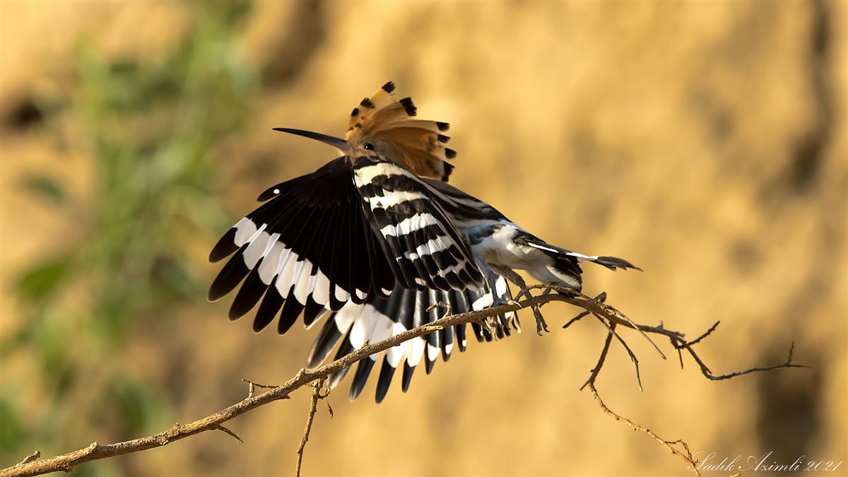 Eurasian Hoopoe