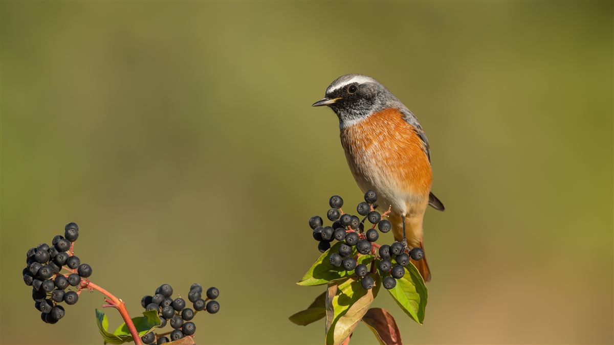 Common Redstart